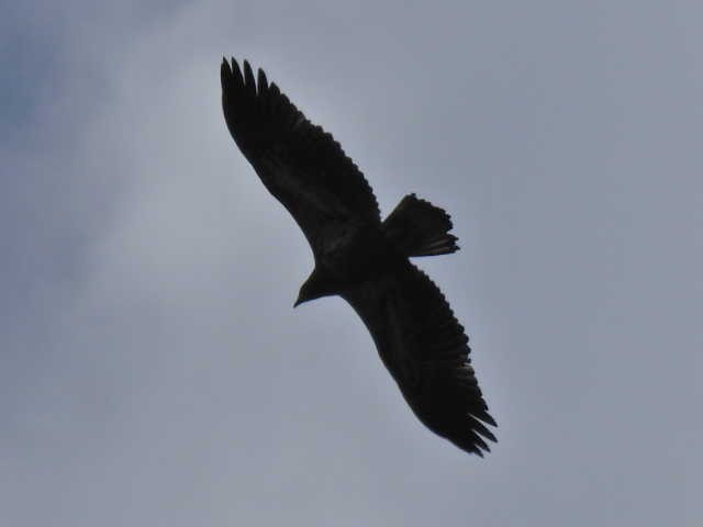 Bald Eagle - ML620878082