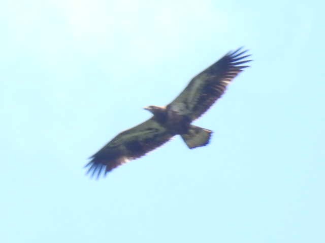 Bald Eagle - ML620878088