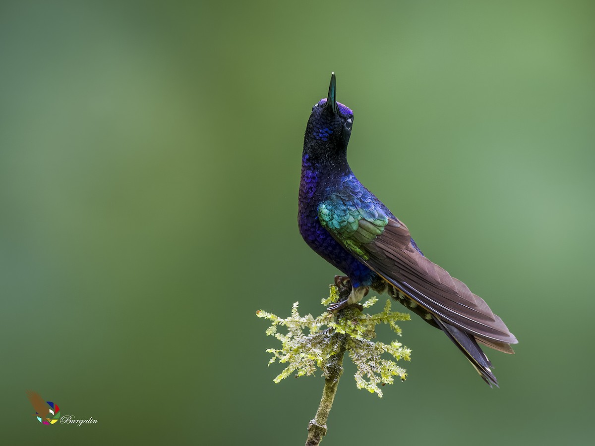 kolibřík hyacintový - ML620878091