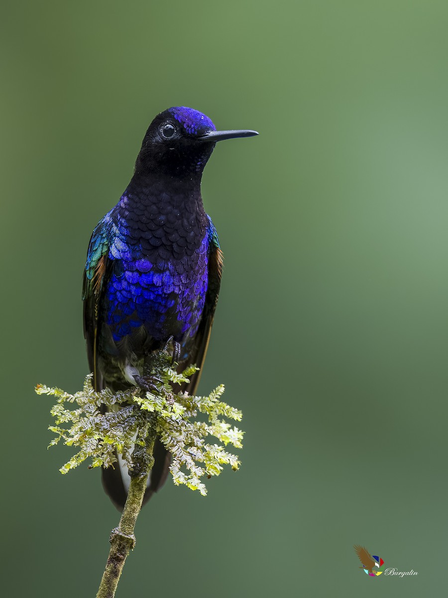 kolibřík hyacintový - ML620878092