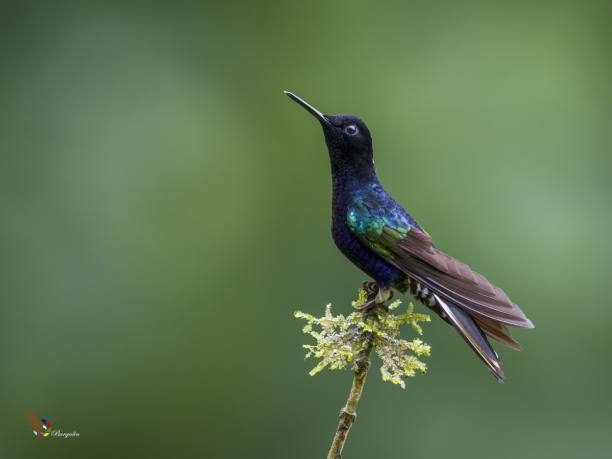 Colibrí Sietecolores - ML620878093