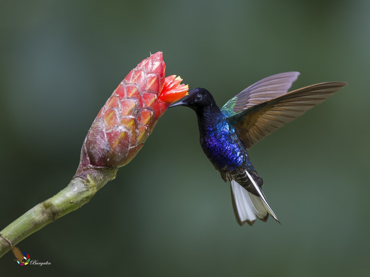 Colibri de Jardine - ML620878094