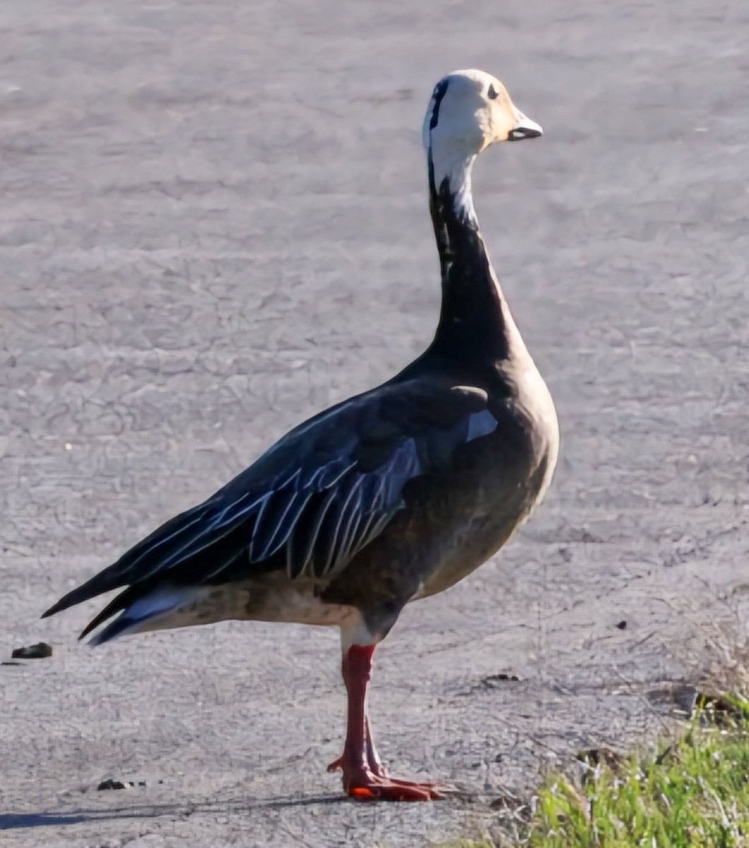 Snow Goose - ML620878096