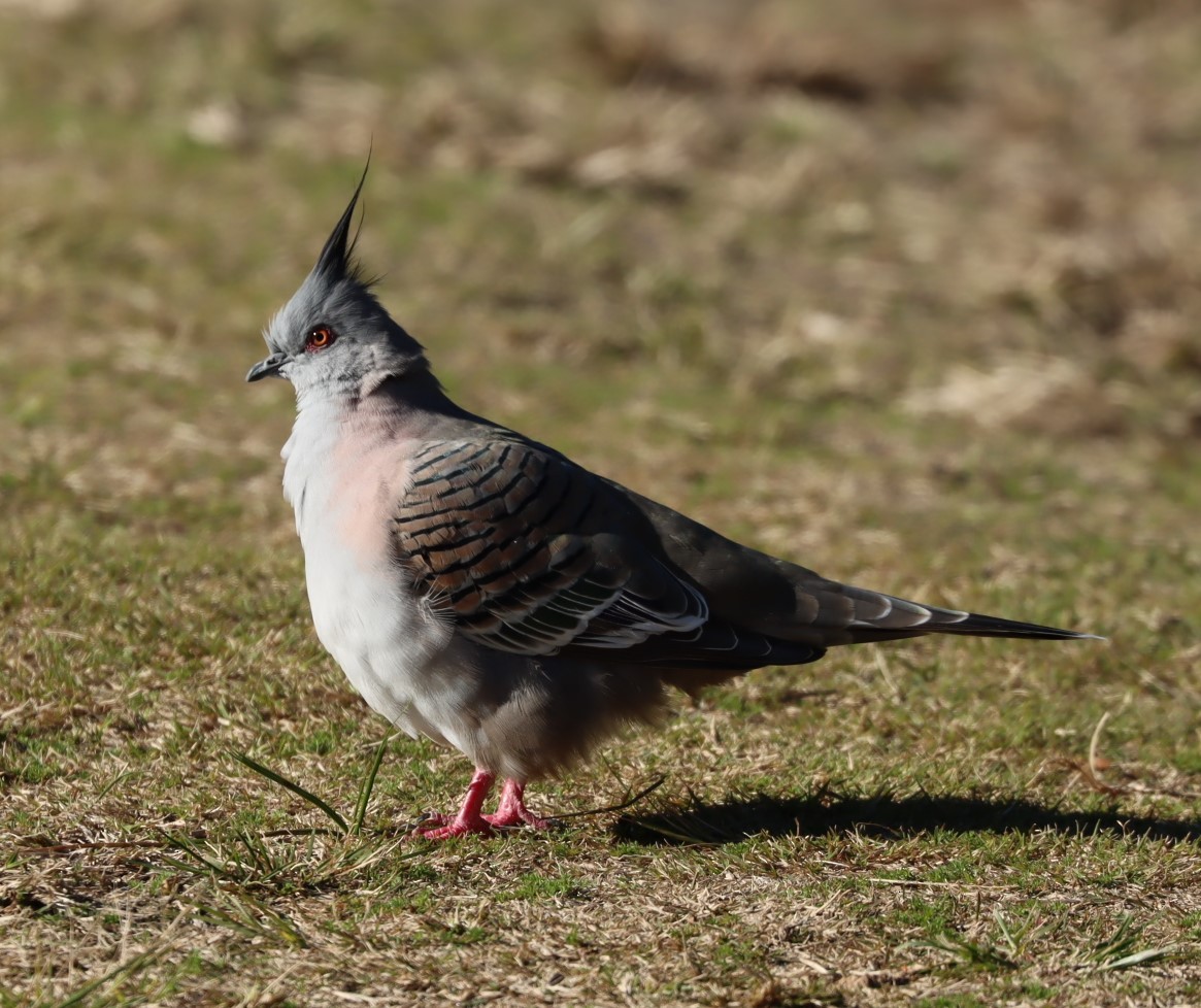Crested Pigeon - ML620878105