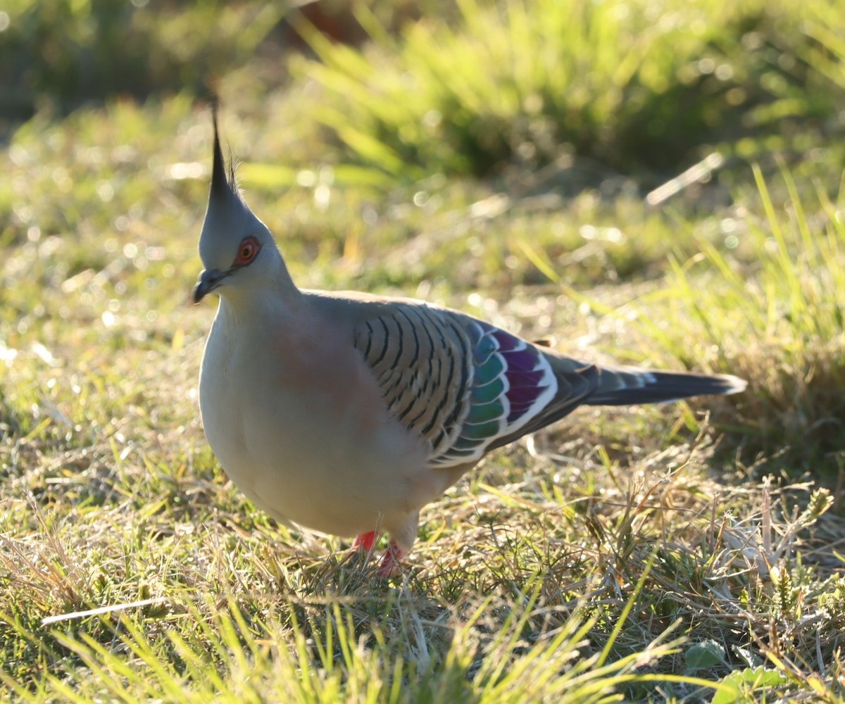 Crested Pigeon - ML620878106