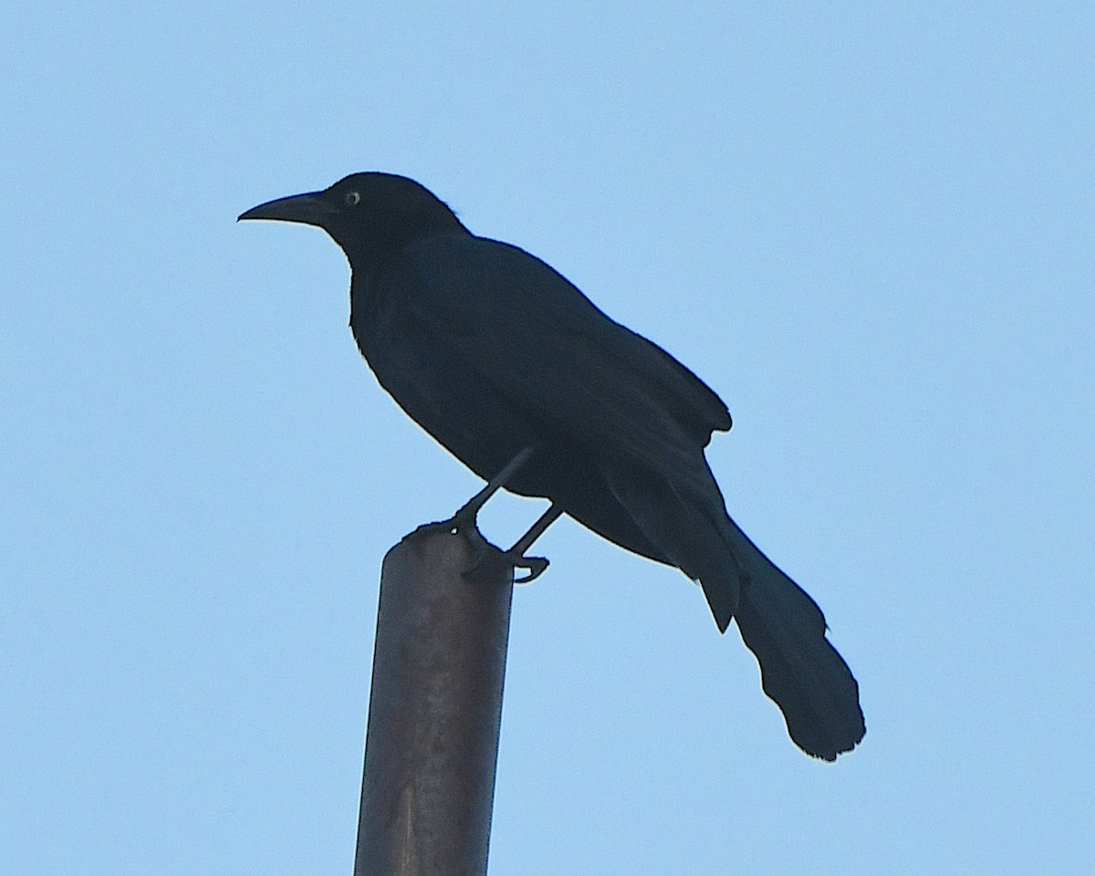 Great-tailed Grackle - ML620878109