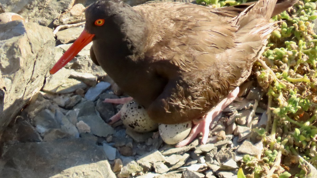 Black Oystercatcher - ML620878111