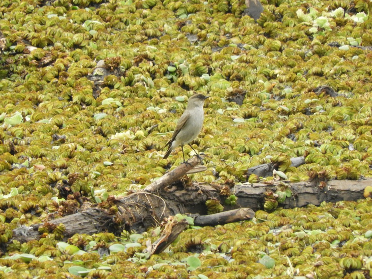 カオグロイワタイランチョウ - ML620878121