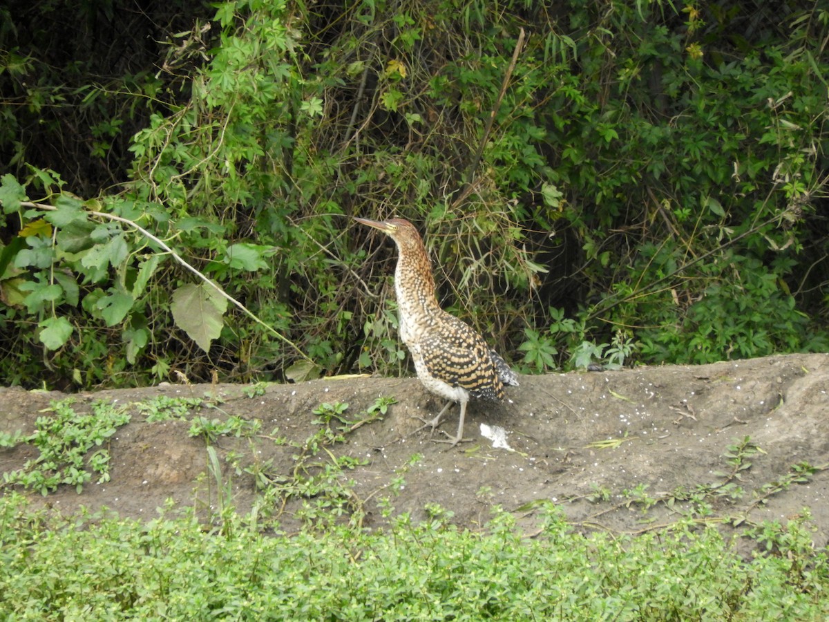 Rufescent Tiger-Heron - ML620878125