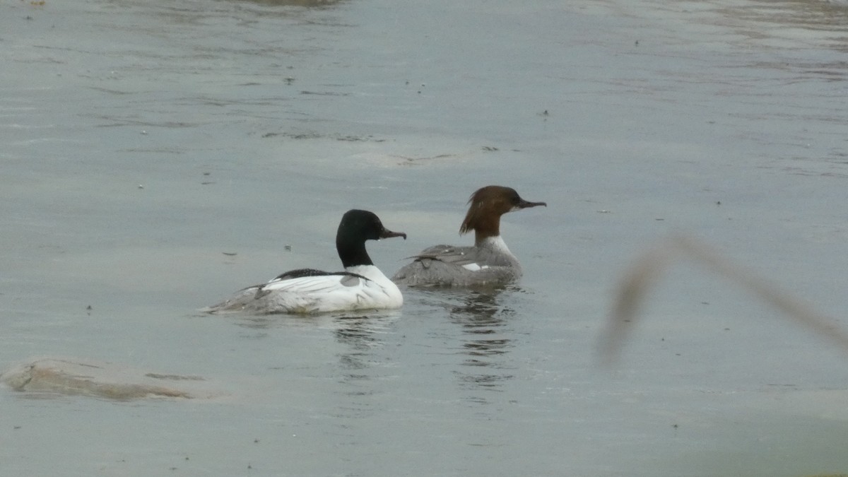 Common Merganser - ML620878127