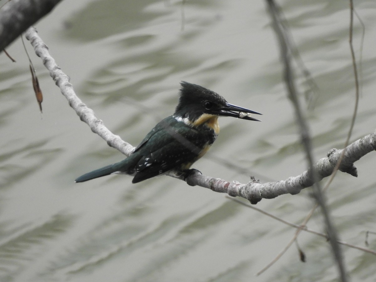 Green Kingfisher - ML620878128