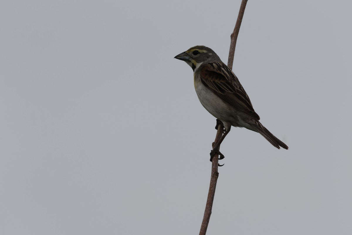 Dickcissel - ML620878129