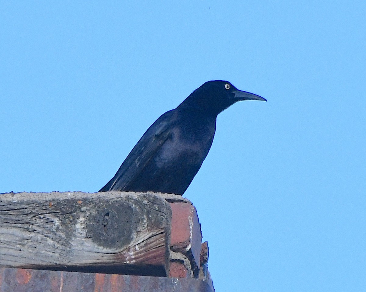 Great-tailed Grackle - ML620878130