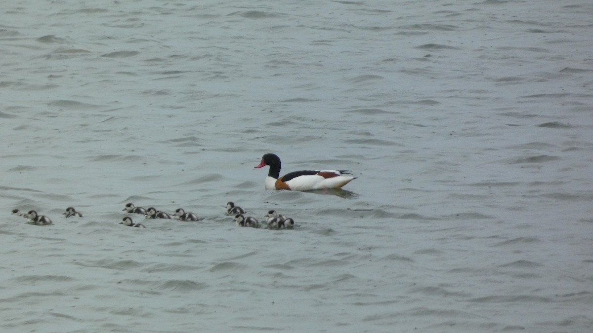 Common Shelduck - ML620878131