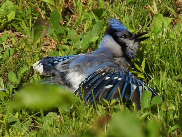 Blue Jay - Joe McGill