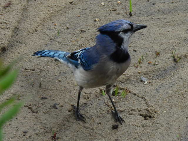 Blue Jay - ML620878133