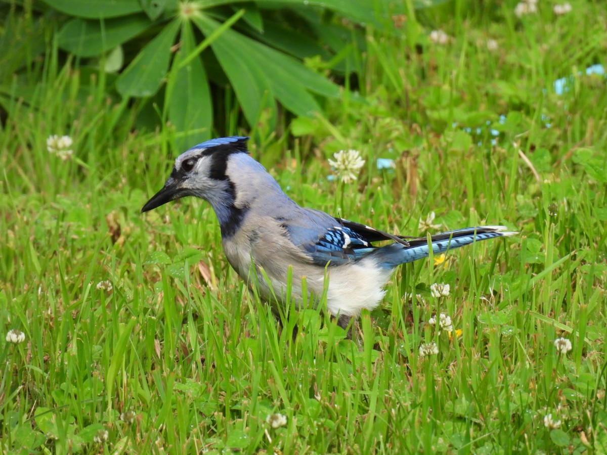 Blue Jay - ML620878134