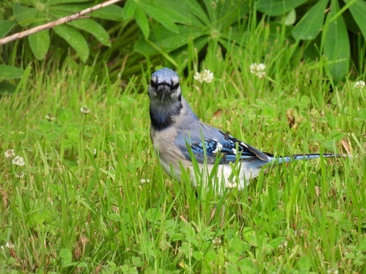 Blue Jay - ML620878135