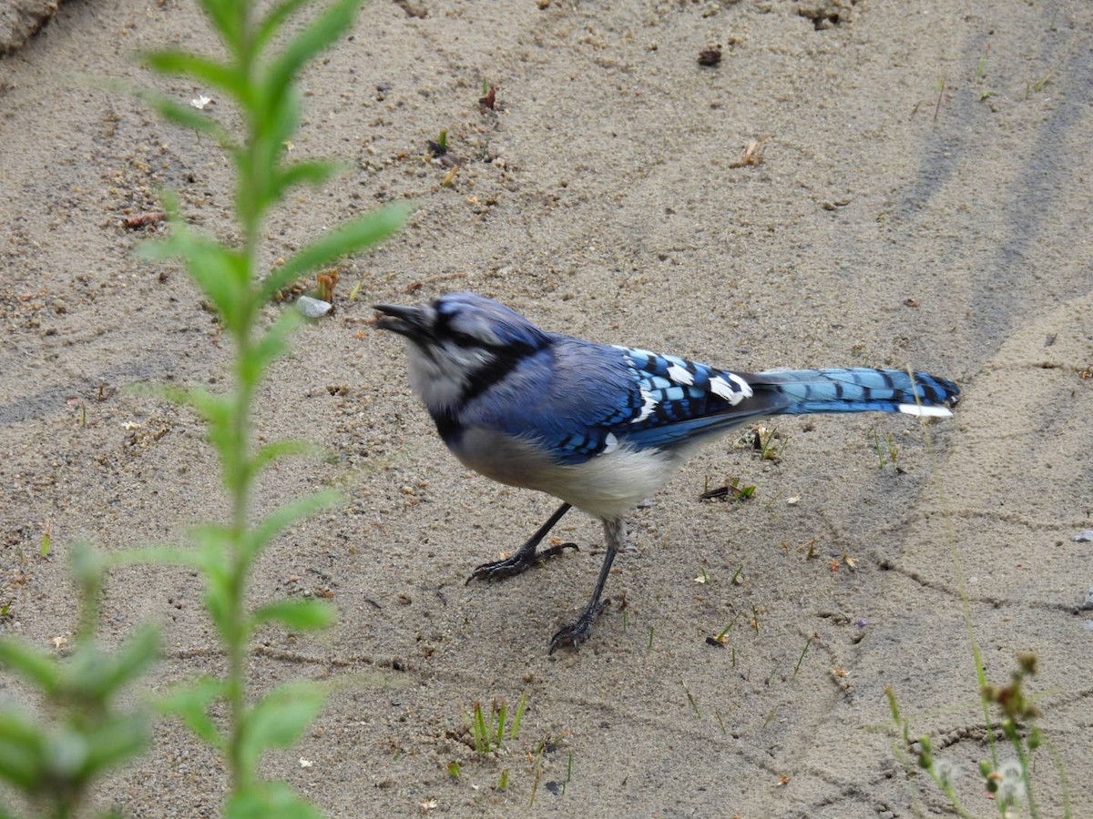 Blue Jay - ML620878137