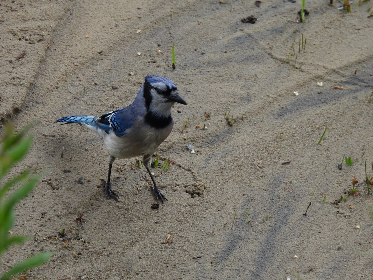 Blue Jay - ML620878138