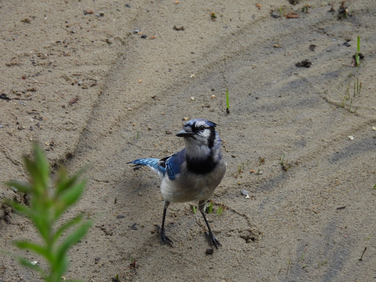 Blue Jay - Joe McGill