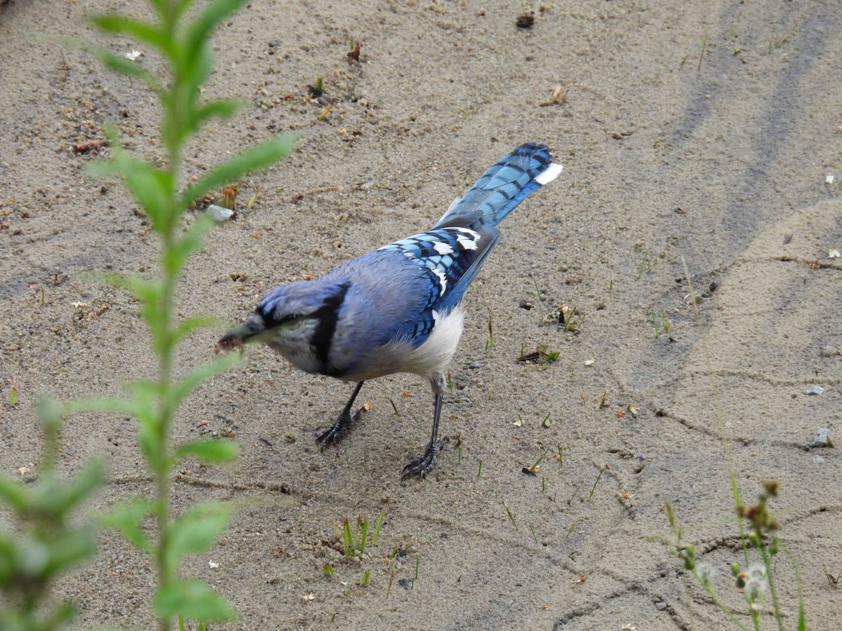 Blue Jay - ML620878141