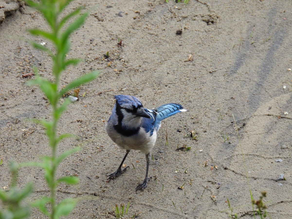 Blue Jay - ML620878142