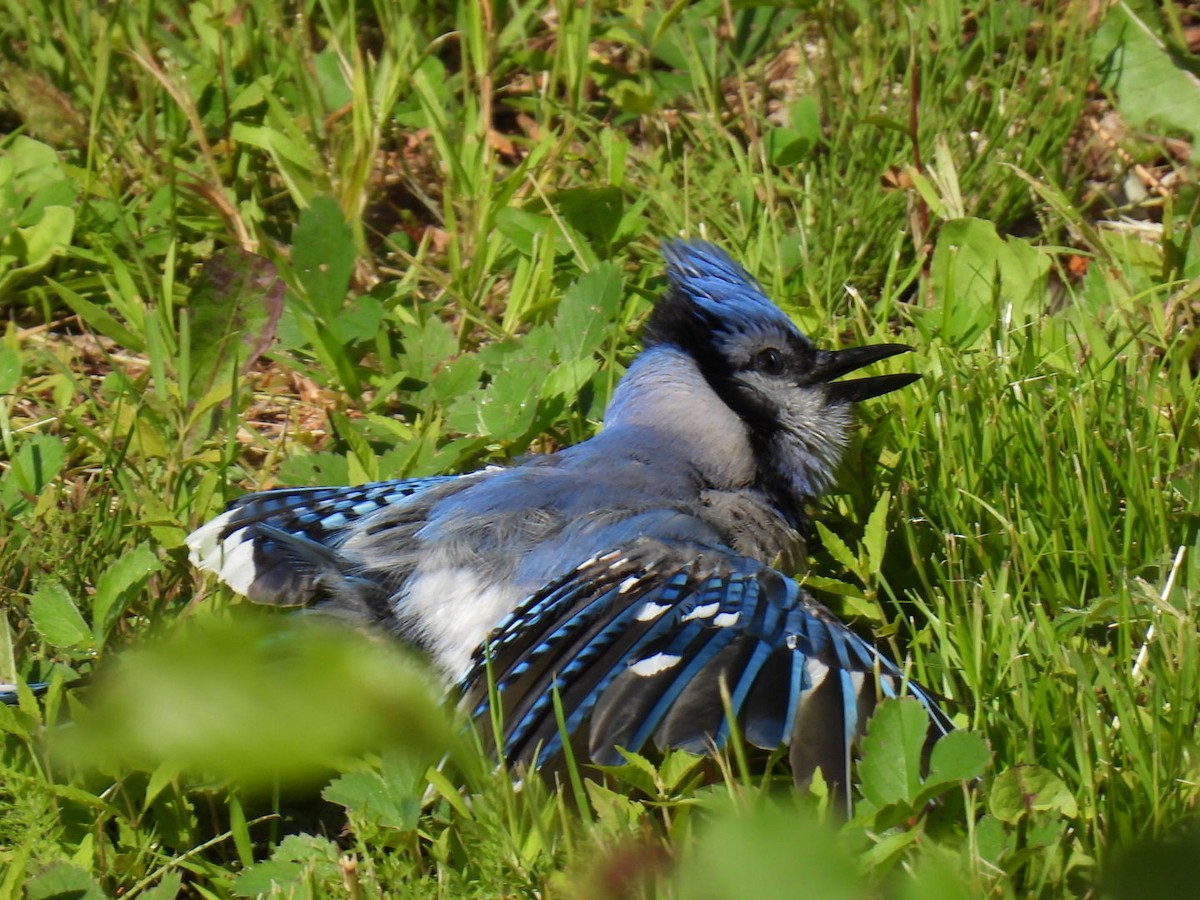 Blue Jay - ML620878145