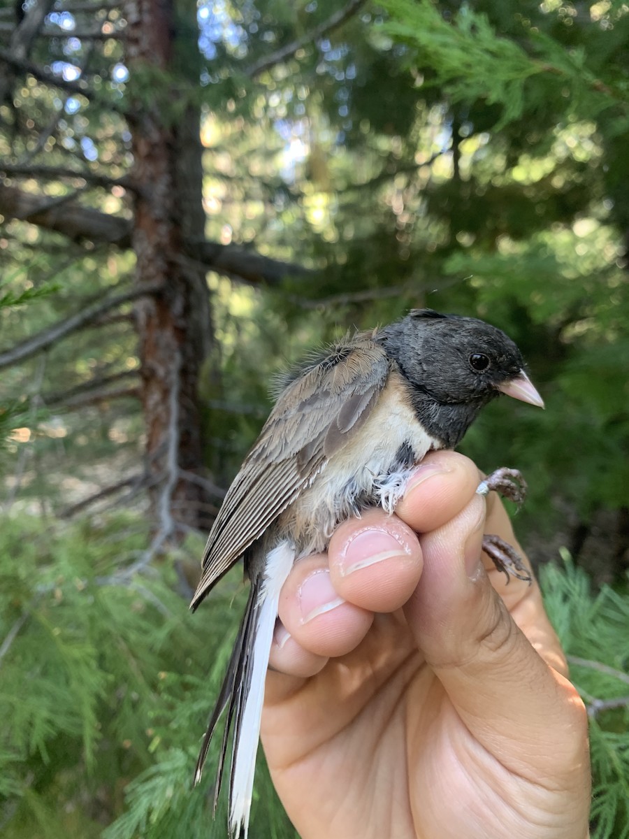 Dark-eyed Junco (Oregon) - ML620878151