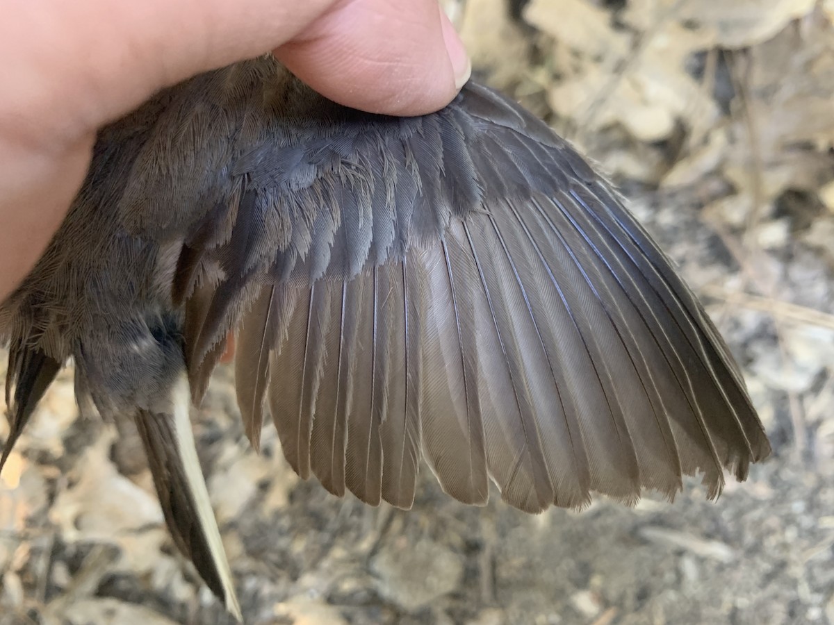 Dark-eyed Junco (Oregon) - ML620878152