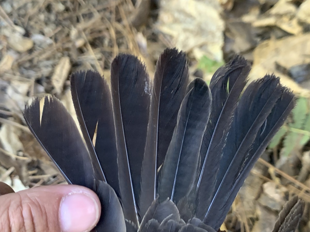 Red-winged Blackbird - ML620878154