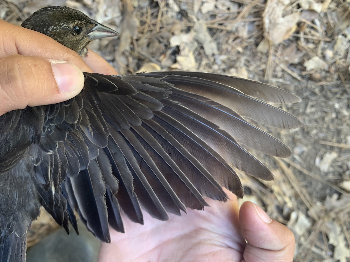 Red-winged Blackbird - ML620878156