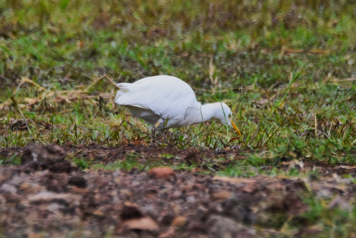 Western Cattle Egret - ML620878159