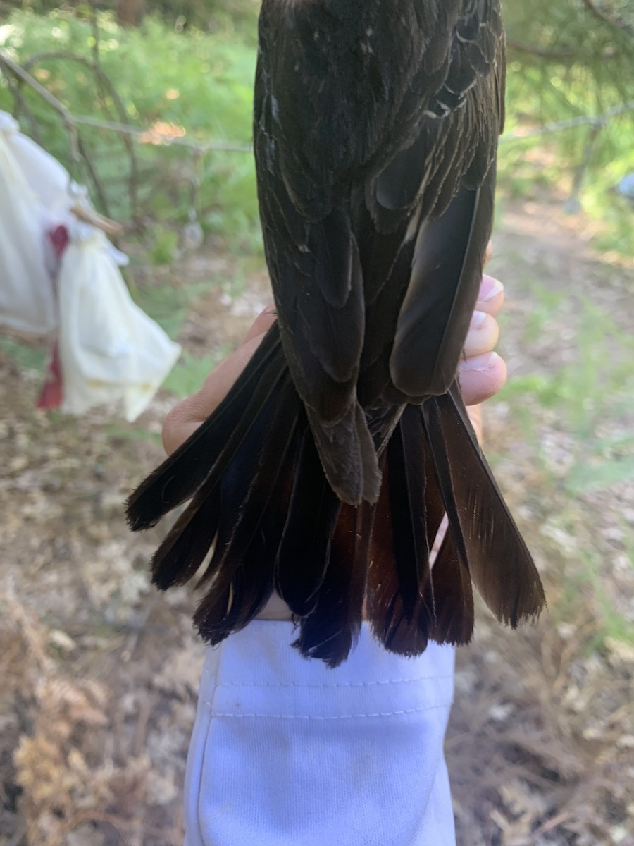 Red-winged Blackbird - Mietron Shahbodaghloo