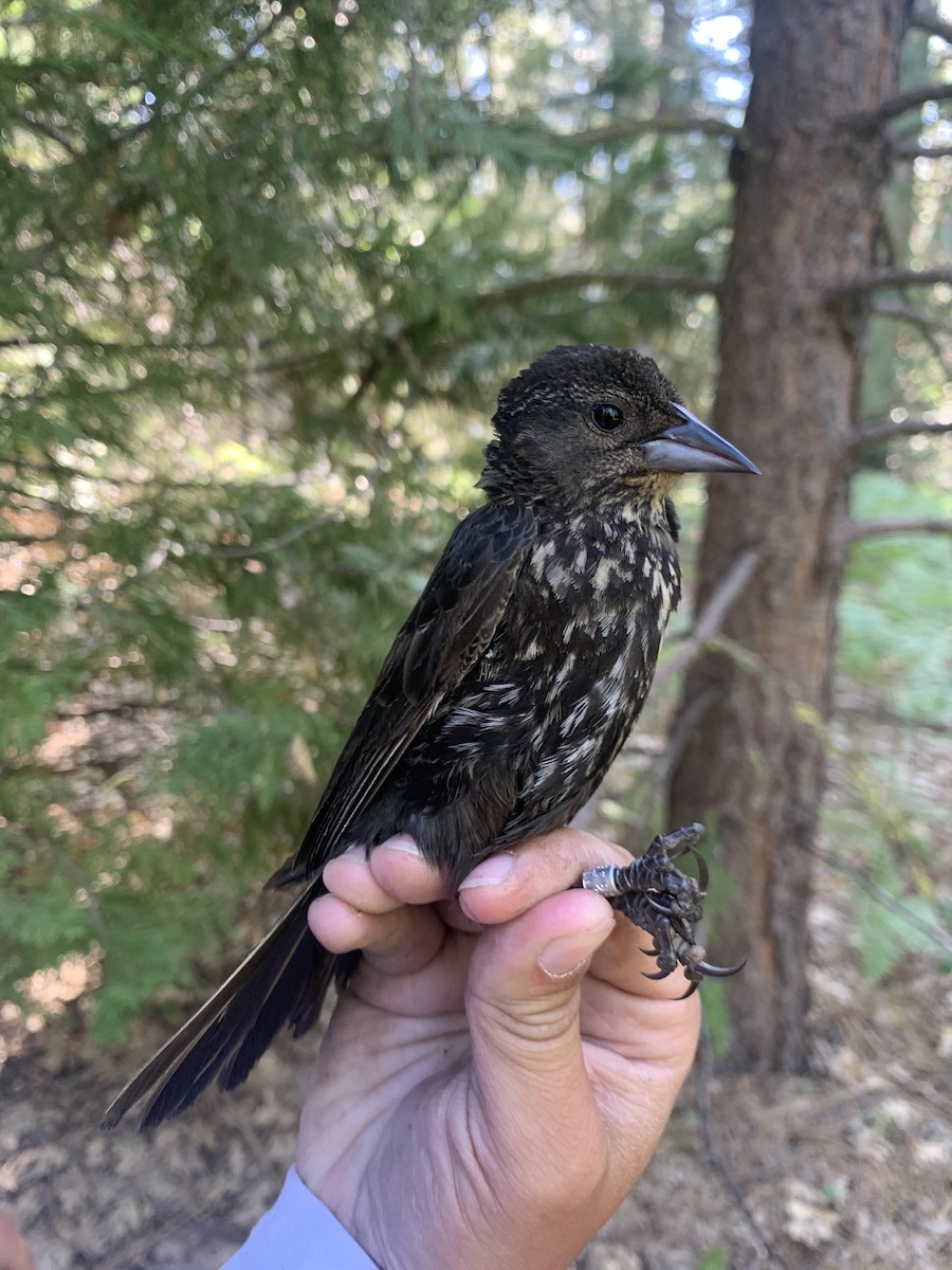 Red-winged Blackbird - ML620878161