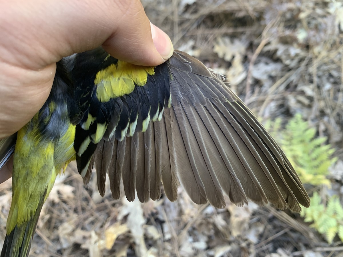 Western Tanager - ML620878167