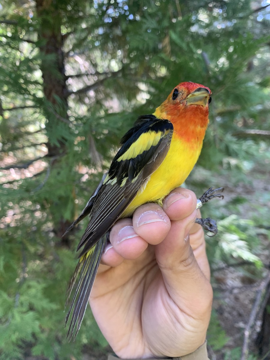 Western Tanager - ML620878168