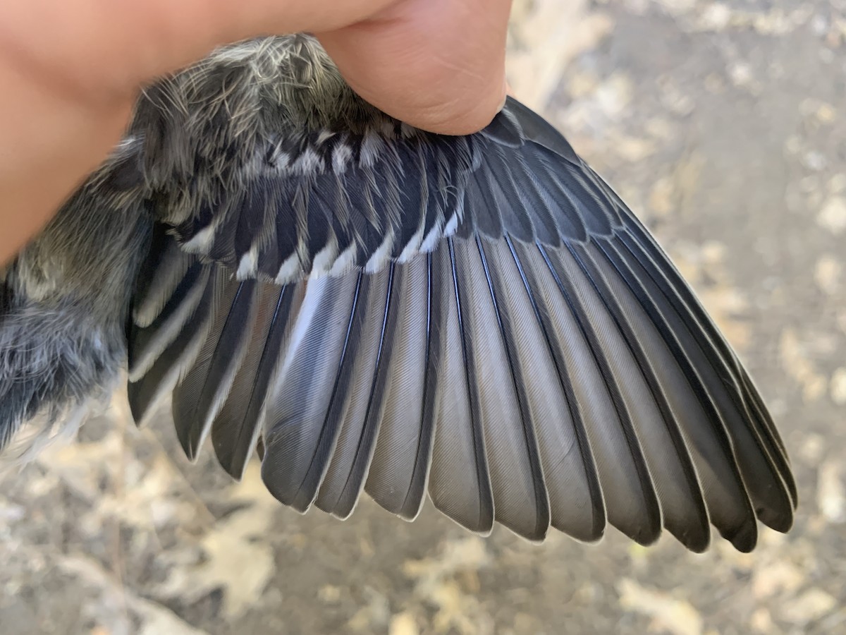 Yellow-rumped Warbler (Audubon's) - ML620878173