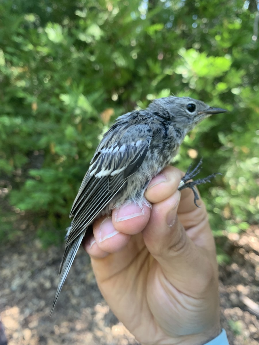 Yellow-rumped Warbler (Audubon's) - ML620878174