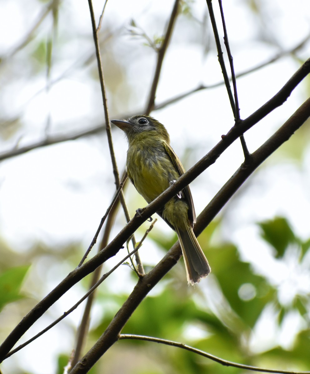 Eye-ringed Flatbill - ML620878175