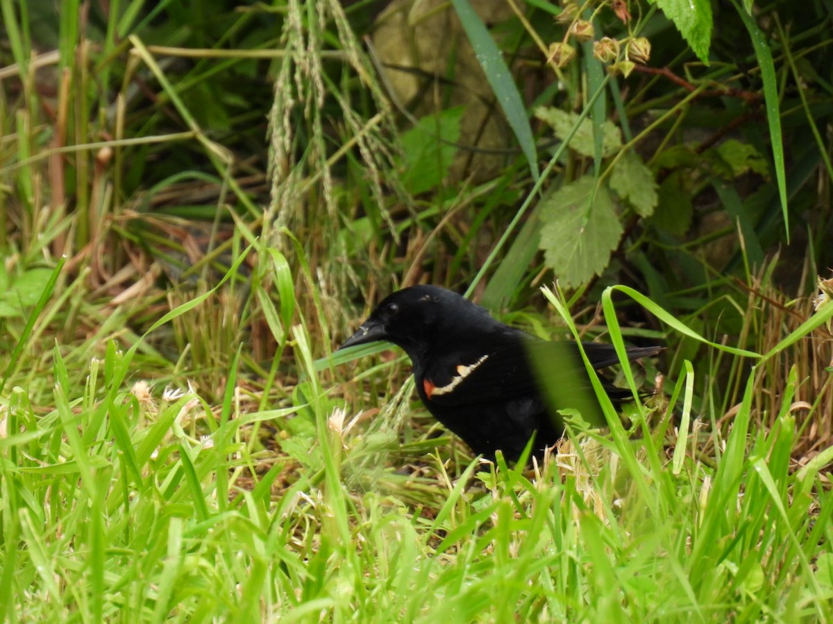 Red-winged Blackbird - ML620878188