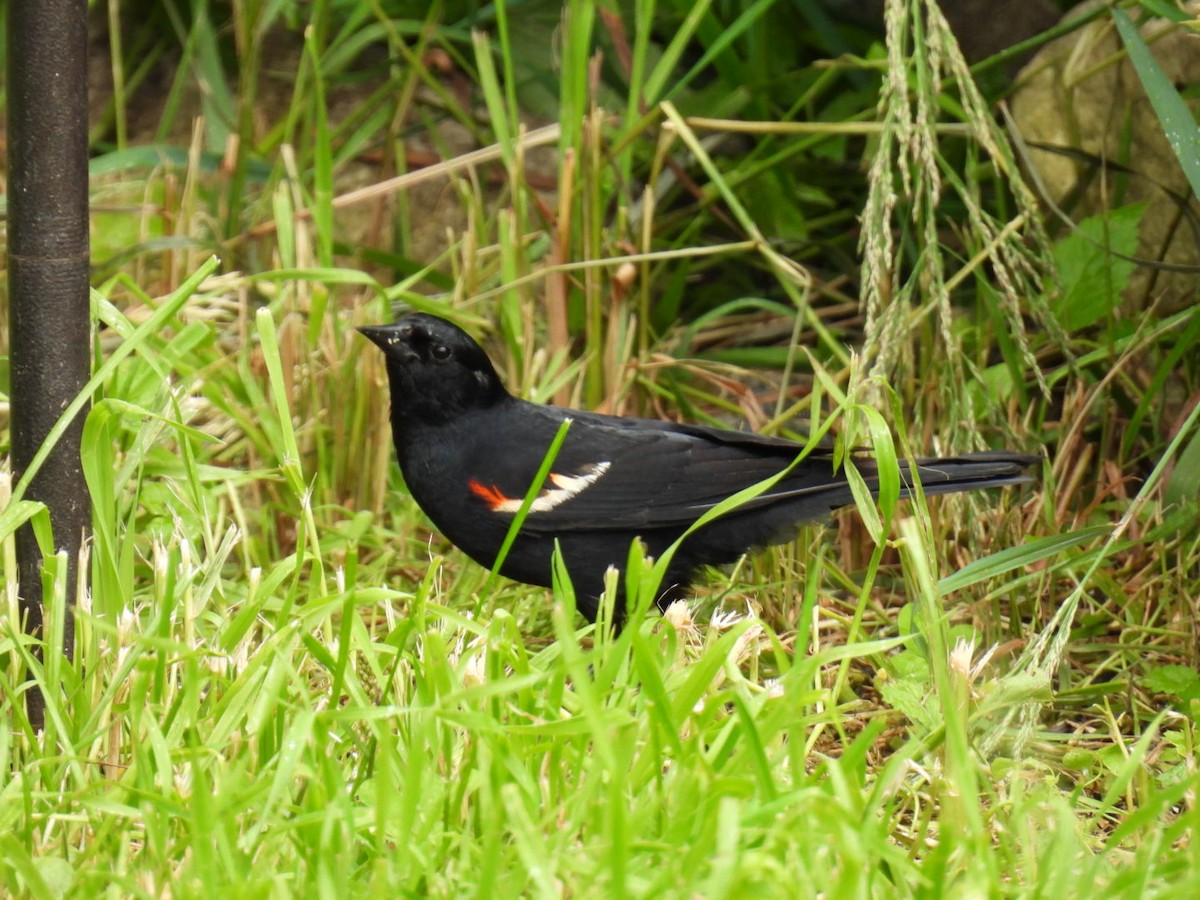 Red-winged Blackbird - ML620878189