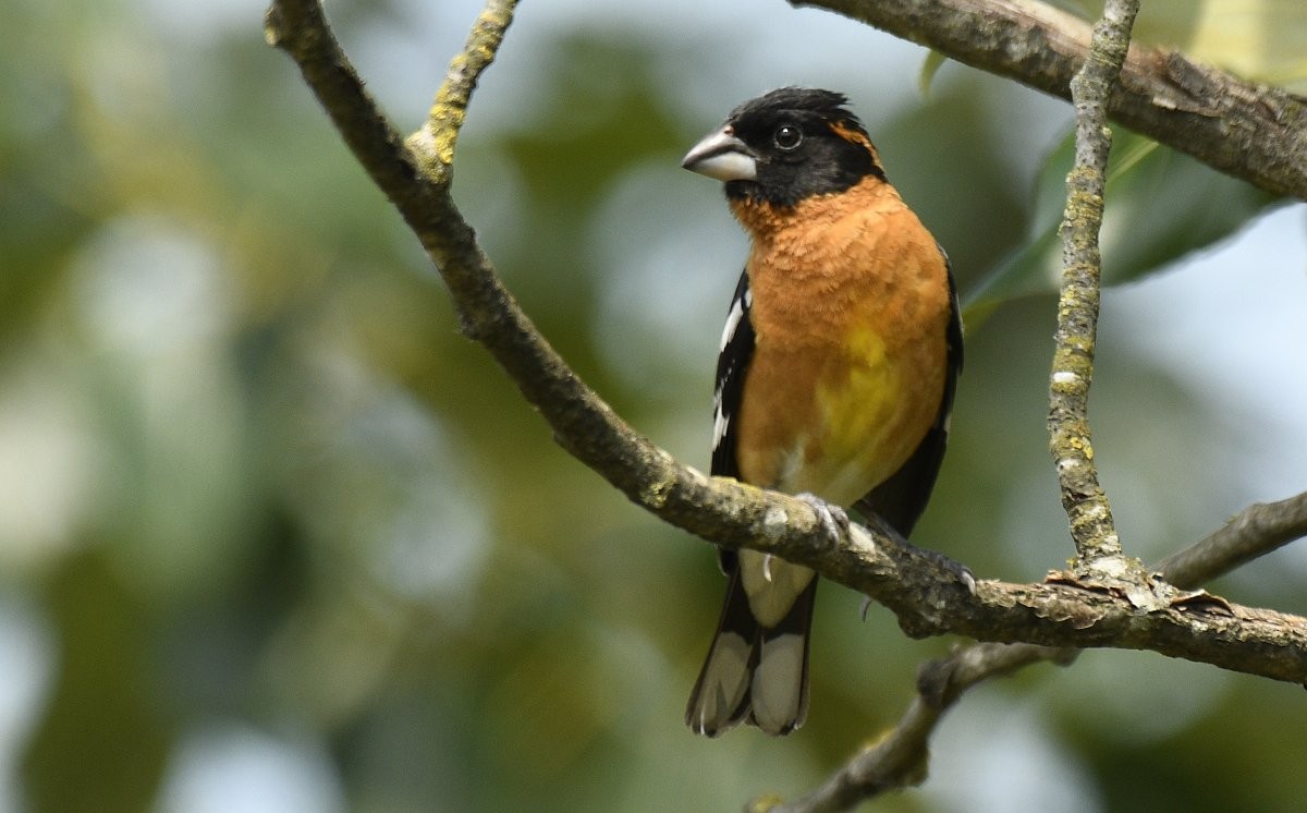 Black-headed Grosbeak - ML620878193