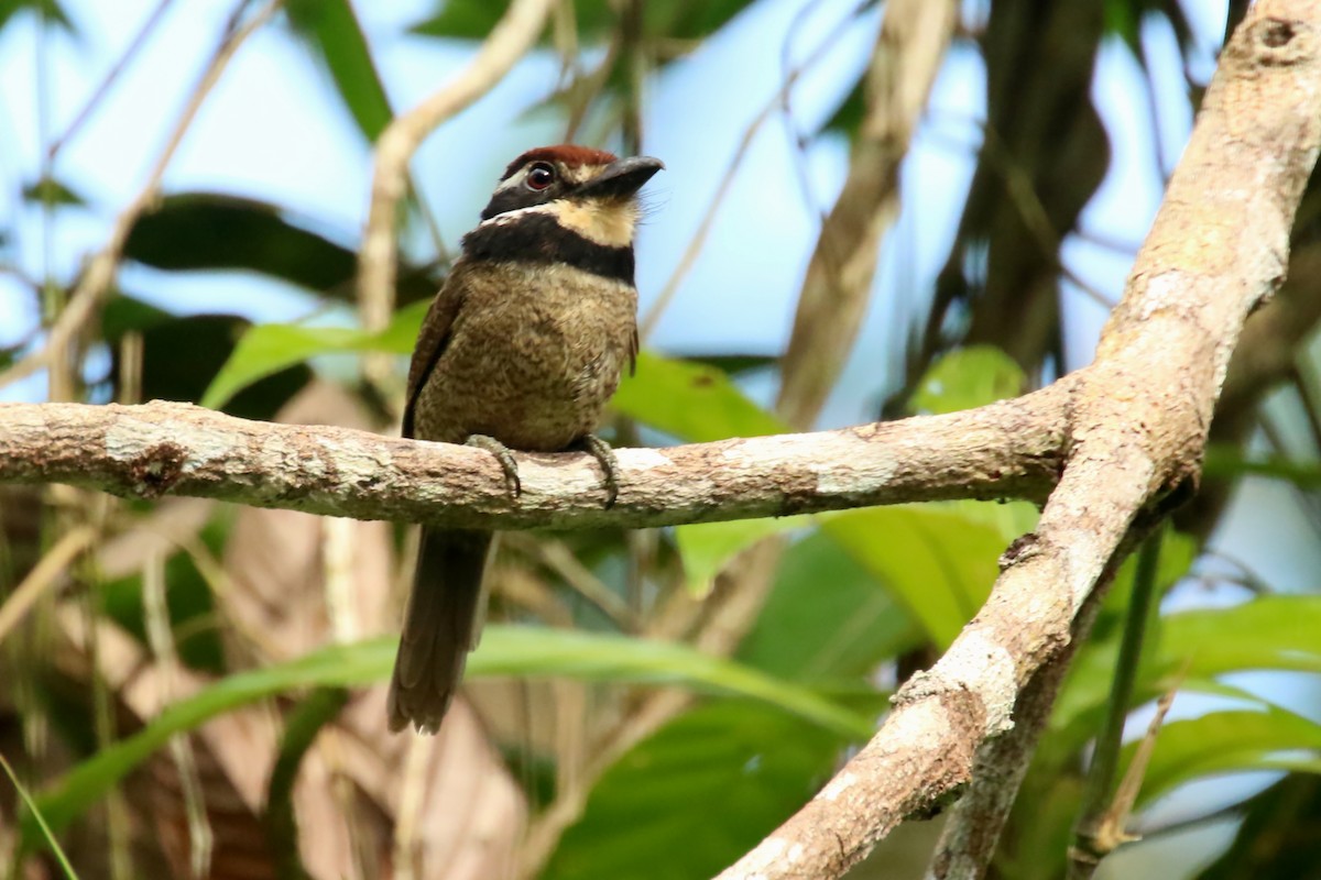 Braunkappen-Faulvogel - ML620878196