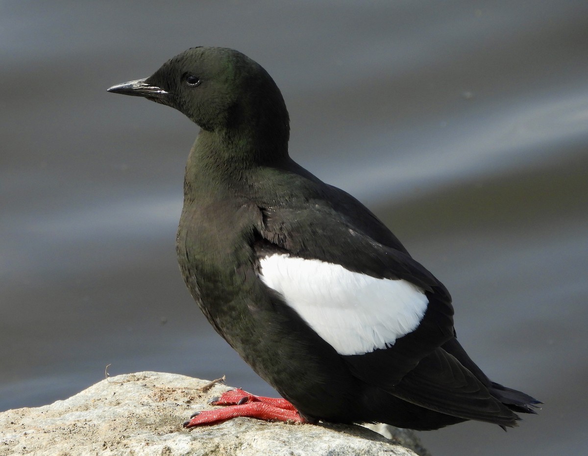 Black Guillemot - ML620878197