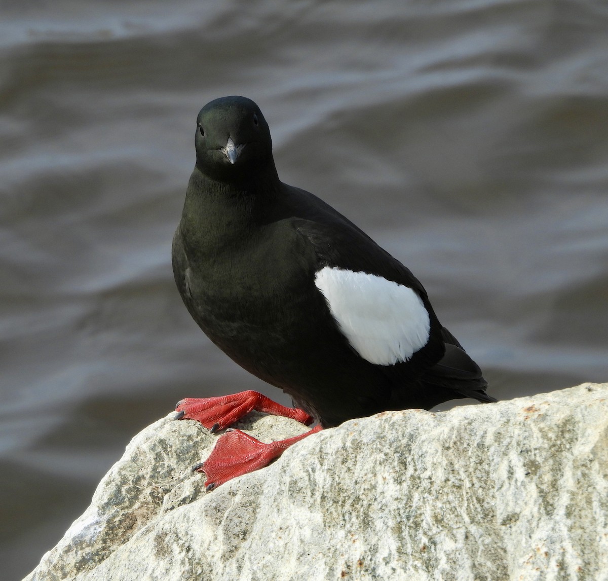 Black Guillemot - ML620878198