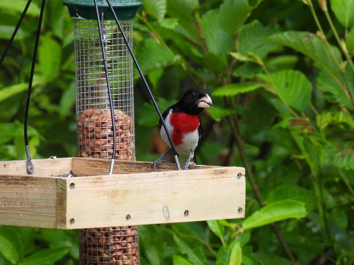 Rose-breasted Grosbeak - ML620878200