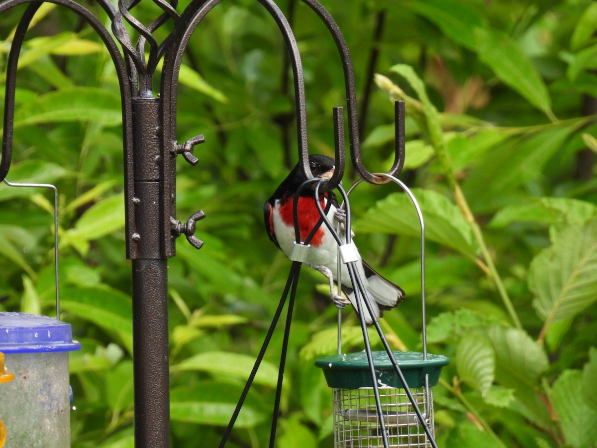 Rose-breasted Grosbeak - ML620878201