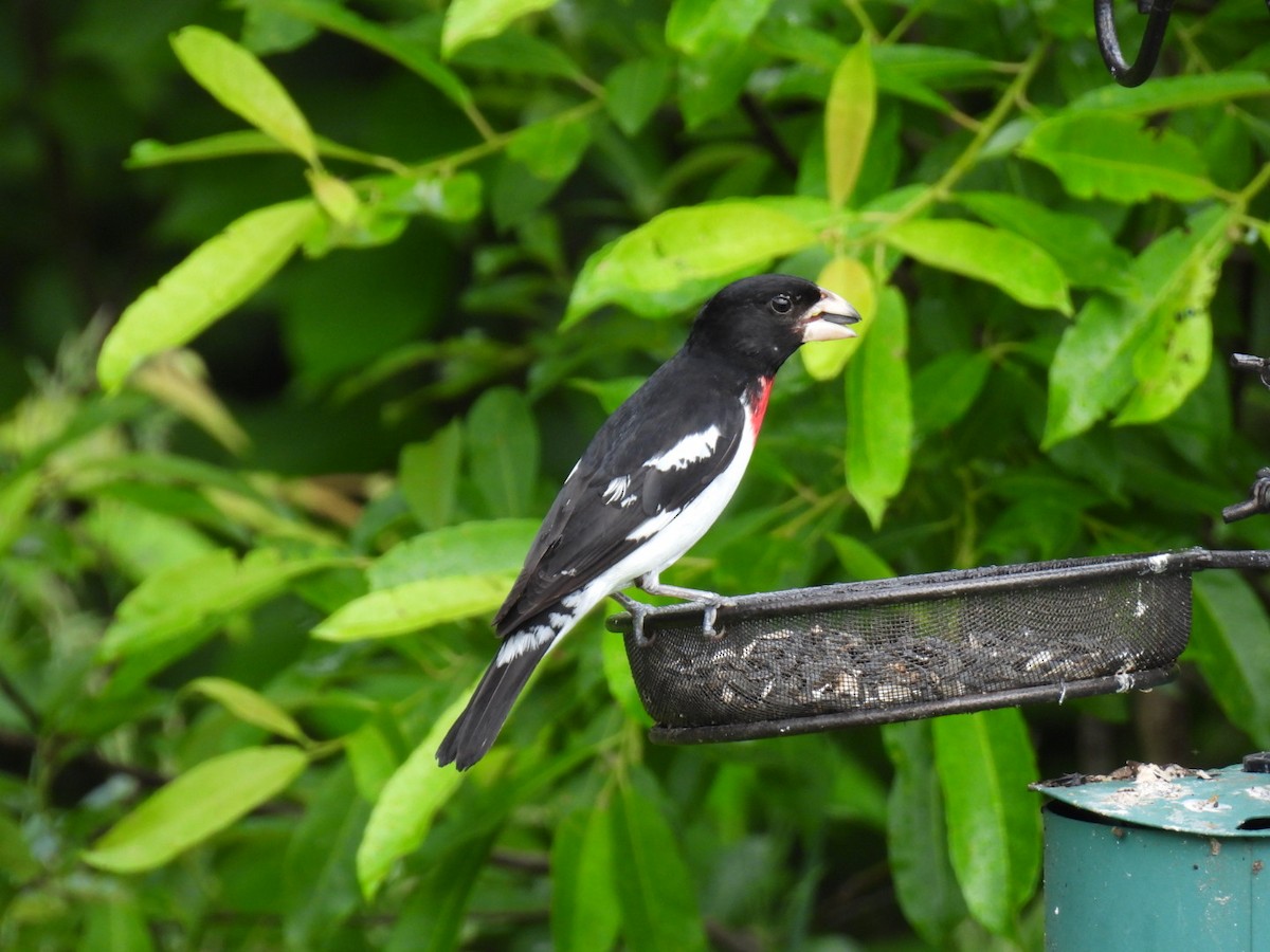 Rose-breasted Grosbeak - ML620878202