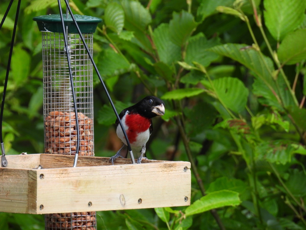 Rose-breasted Grosbeak - ML620878204